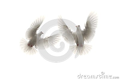 Two white feather pigeon flying mid air against white background Stock Photo