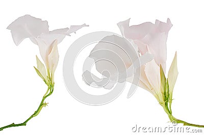 White flowering Mandevilla Stock Photo