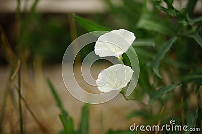 Two white flowers birch bindweed grow in the garden Stock Photo