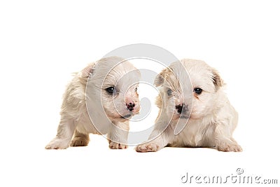 Two white four weeks old boomer puppies lying and standing Stock Photo