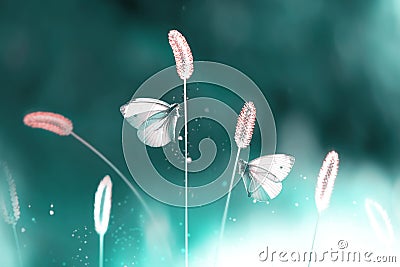 Two white fragile butterflies on a grass in a garden. Summer natural creative image in green tone. Stock Photo