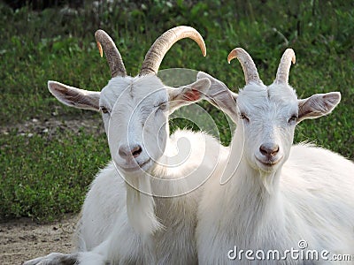 Two white goats Stock Photo