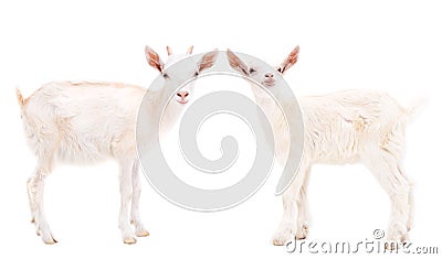 Two white goats Stock Photo