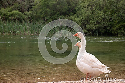 Two white goose standing together one the shore of a river. Goose are inseperable couples, type of bird known for staying together Stock Photo