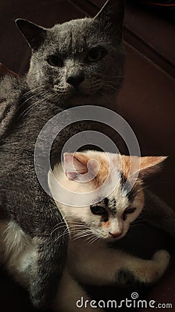 Two white and gray cats cuddle Stock Photo