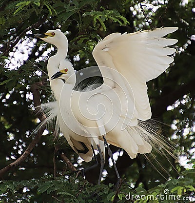 Two white herons sitting on the branch of tamarind tree and both are making love Stock Photo