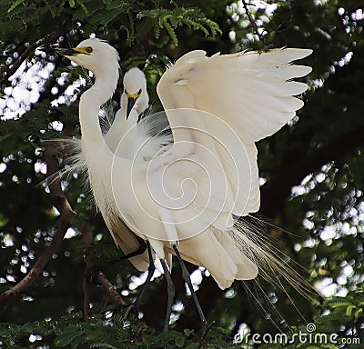 Two white herons sitting on the branch of tamarind tree and both are making love Stock Photo