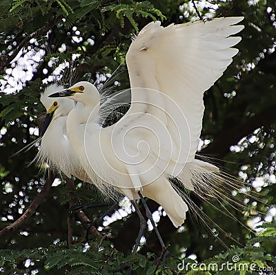 Two white herons sitting on the branch of tamarind tree and both are making love Stock Photo