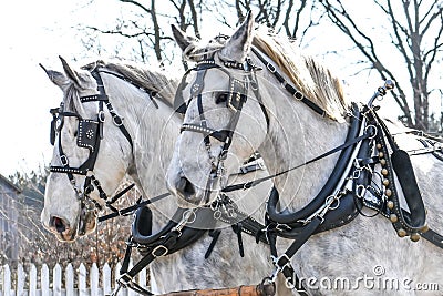 Two White Horses with Black Carriage Harnesses Stock Photo