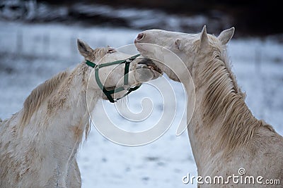 Two white horses love each other. Stock Photo