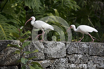 Two White Ibises Walk Along a Coral Rock Wall in Florida Stock Photo