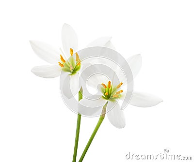 Two white Lilies isolated on white background. Zephyranthes candida Stock Photo
