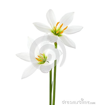 Two white lilies isolated on a white background. Zephyranthes candida Stock Photo