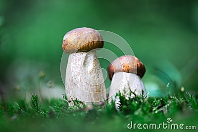 Two white mushroom porcini boletus Stock Photo