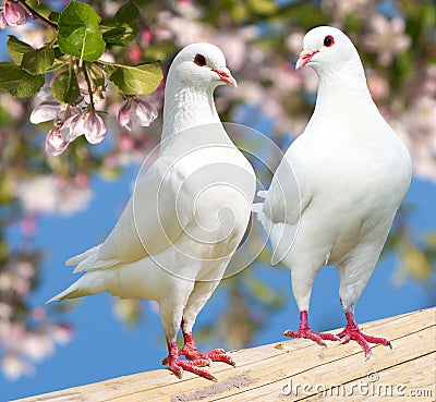 Two white pigeon on flowering background Stock Photo