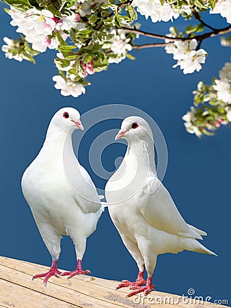 Two white pigeon on flowering background Stock Photo