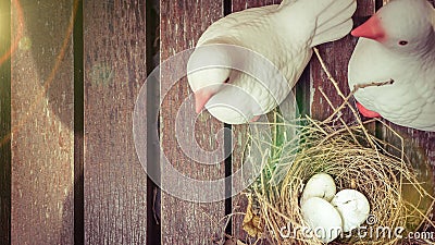 two white pigeon statue bird and bird nest with three white stone on wooden background and copy space Stock Photo