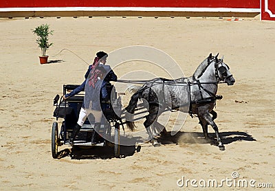 Two white plow horses with your car. Editorial Stock Photo