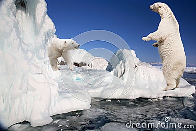 Two white polar bears Stock Photo