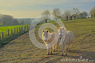 Two white ponies in a field in the hills of Flemish ardennes on a sunny autumn day Stock Photo