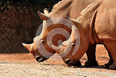 Two White Rhinoceros Stock Photo