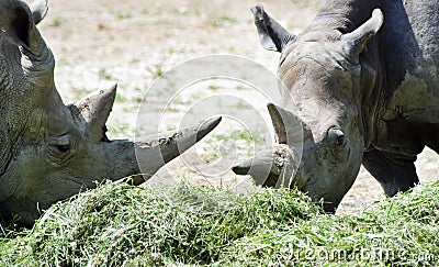 Two White Rhinoceros Stock Photo