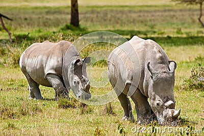 Two white rhinoceros grazing Stock Photo