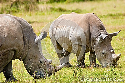 Two white rhinoceros grazing Stock Photo