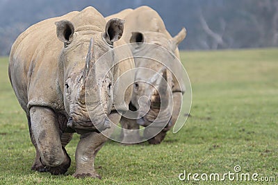 Two White Rhinoceros Walking towards camera Stock Photo