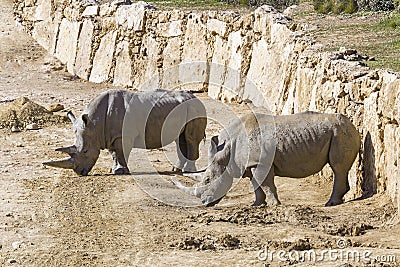 Two white rhinoceros in the wild Stock Photo