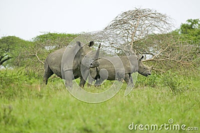Two White Rhinos walking through brush in Umfolozi Game Reserve, South Africa, established in 1897 Stock Photo