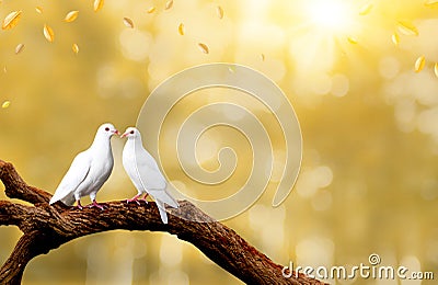 Two white seagulls with love. Valentine and Sweetest day concept. Freedom of couples doves bird Stock Photo