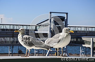 Two white seagulls standing in front of the sea port terminal of Tallinn Stock Photo