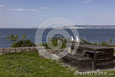 A couple of seagulls on the ocean. Love. Time together. Vacation. Stock Photo