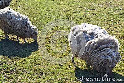 Two white sheeps on grass on russian farm in spring Stock Photo