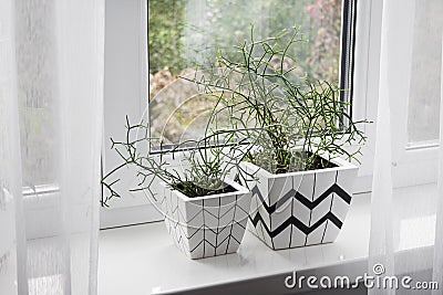 Two flower pots with geometric patterns with ripsalis plants planted in them stand on windowsill Stock Photo