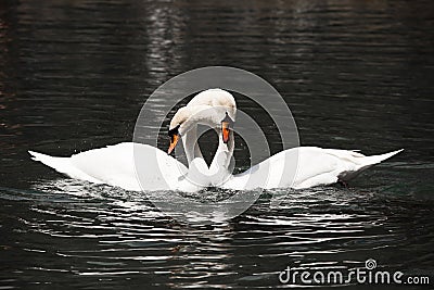 Two white swans Stock Photo