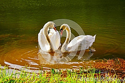 Two white swans heart water scene for lovely Stock Photo