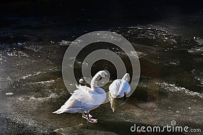 Two White Swans Ice Water Winter Cold Sun Sunshine Birds Ducks Stock Photo