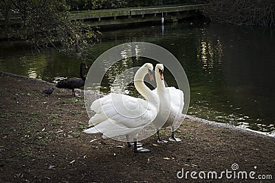 Two white swans and one black swan in Green Park London Great Britain Stock Photo