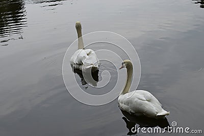 Two white swans swim in the lake in the Park on a summer day Stock Photo