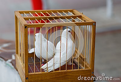 Two white wedding dove in a cage Stock Photo