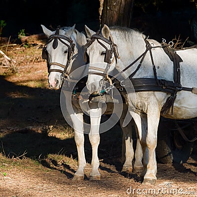 Two white work horses with harnesses and blinkers hitched to a Stock Photo