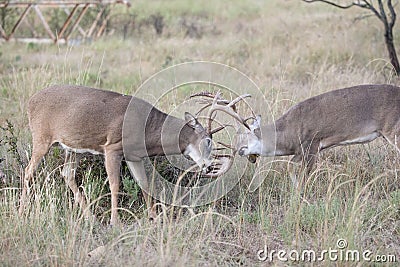 Two whitetail bucks positioning for dominance Stock Photo