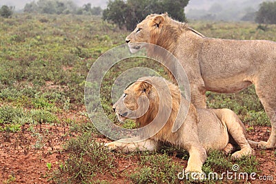 Two wild african male lions Stock Photo