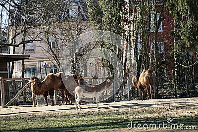 Two Wild Bactrian camels & x28;Camelus bactrianus& x29; and a Turkmenian kulan & x28;Equus hemionus kulan& x29; in Zoo Mulhouse Stock Photo