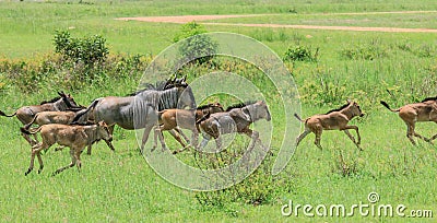 Wild Wildebeest in the Mikumi National Park, Tanzania Stock Photo