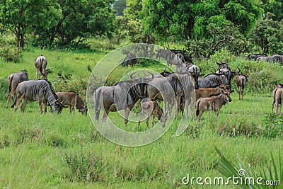 Wild Wildebeest in the Mikumi National Park, Tanzania Stock Photo