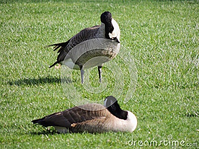 Wild Canadian geese preening on the meadow nibbling the grass, green juicy grass, in Indianapolis park, USA. Stock Photo
