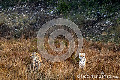 Two wild female mother tiger and her cub in natural grassland at terai region forest of dhikala zone jim corbett national park or Stock Photo